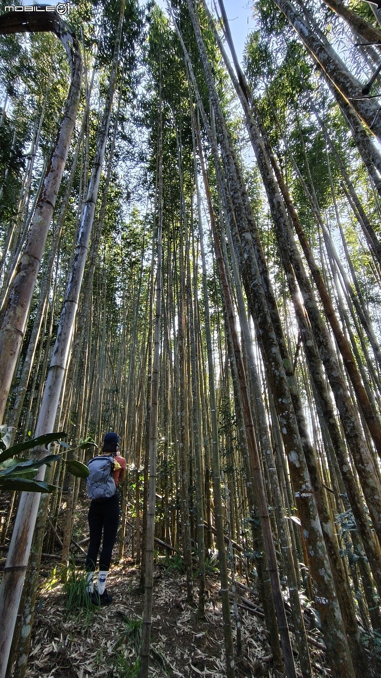 新竹冷門登山路線 | 滿滿竹林 |鬼澤山