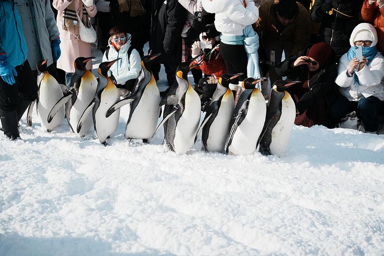 2026 北海道12天小蜜月 (中)『美瑛 & 旭川自駕遊』