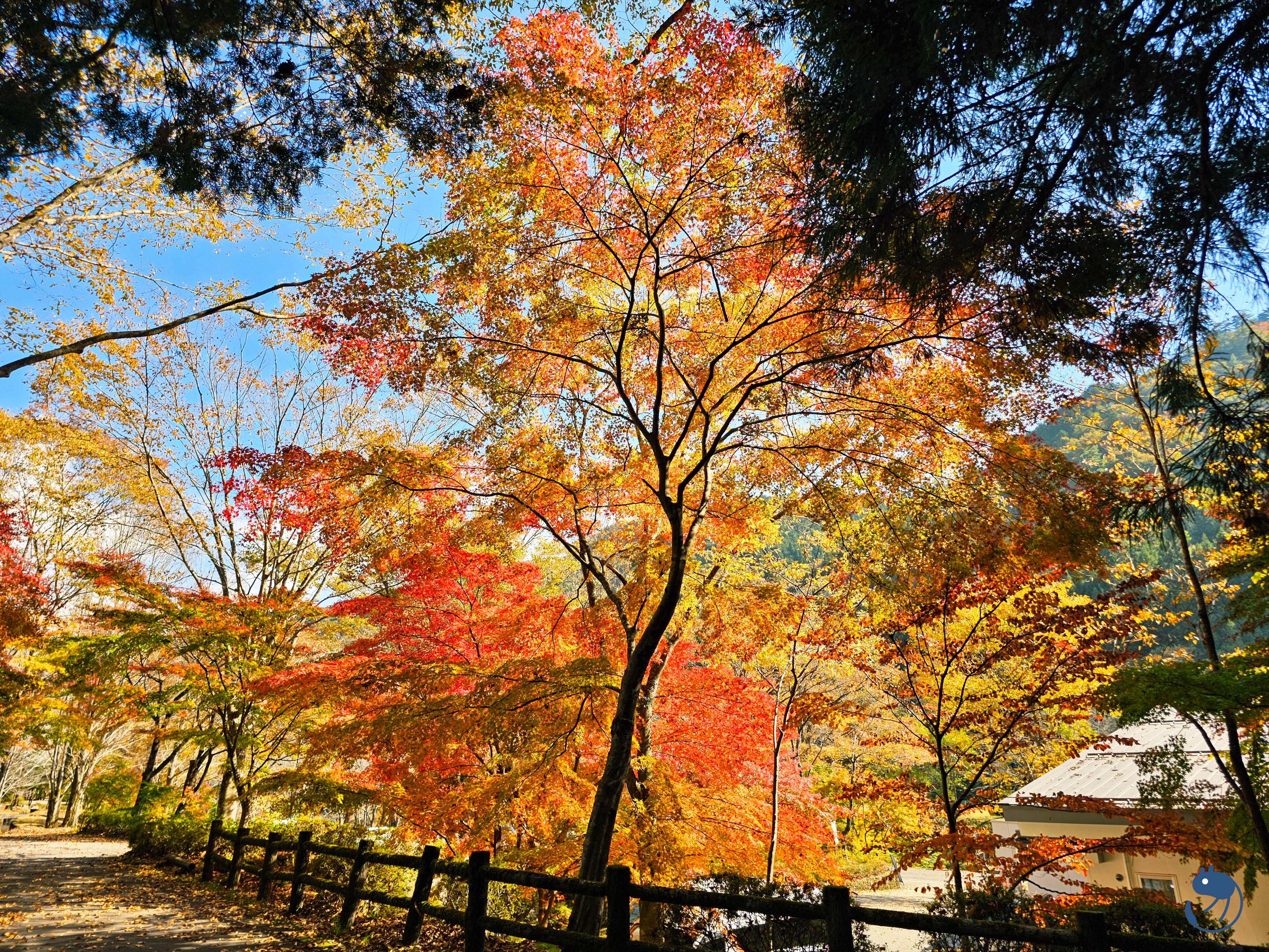 日本-岐阜郡上|*秋色下的郡上大和* 明建神社與古今傳授之里 明建神社と古今伝授の里