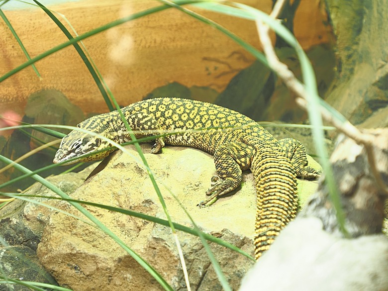 黃金海岸之庫倫濱野生動物園 (Currumbin Wildlife Sanctuary)、伯利角沙灘 (Burleigh Beach Cove)、大嘴鳥餵食秀(Pelican Feeding),附掛澳式炸魚餐與越南河粉料理 — 2026東澳洲四大城巡遊之黃金海岸段 第1部