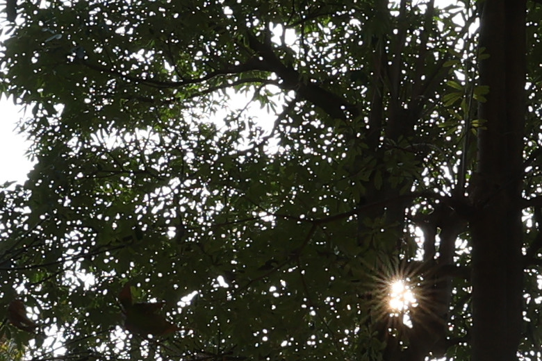 Canon RF 14mm F1.4L VCM 評測報告｜星野攝影首選、極致光學的巔峰之作！