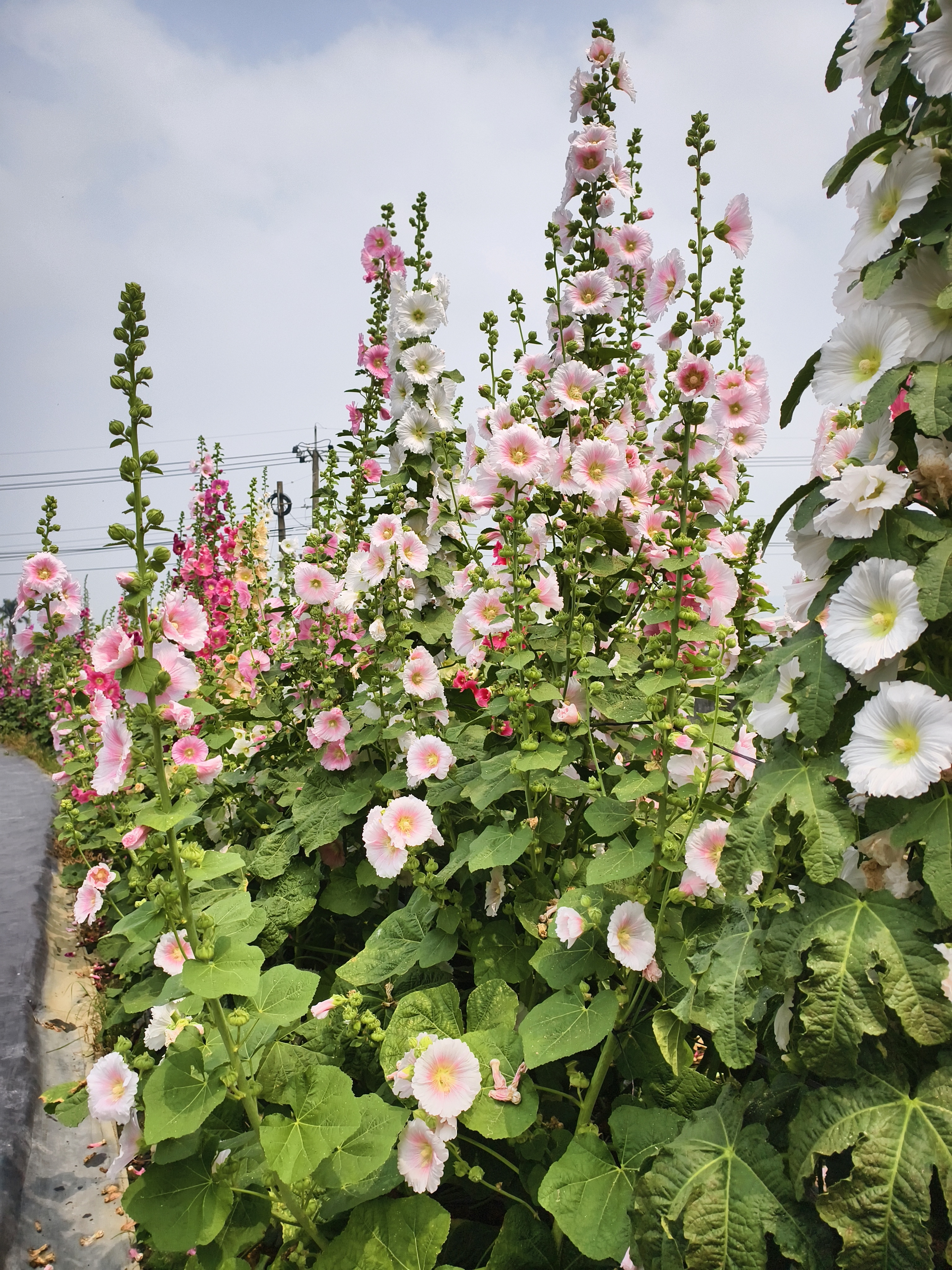 原來蜀葵可以長這麼高！員林蜀葵花季萬株花海