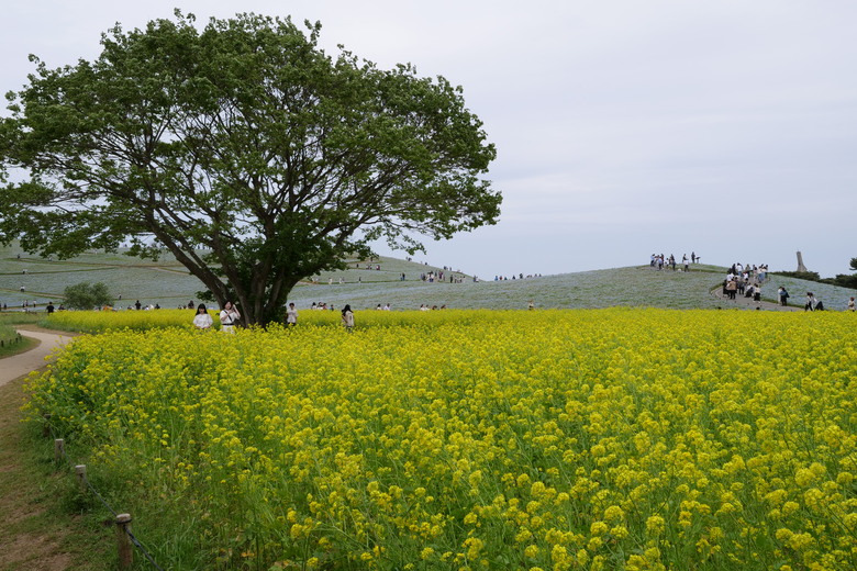 国営ひたち海浜公園 足利花卉公園 一日雙園行