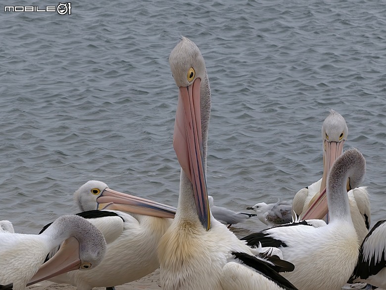 黃金海岸之庫倫濱野生動物園 (Currumbin Wildlife Sanctuary)、伯利角沙灘 (Burleigh Beach Cove)、大嘴鳥餵食秀(Pelican Feeding),附掛澳式炸魚餐與越南河粉料理 — 2026東澳洲四大城巡遊之黃金海岸段 第1部