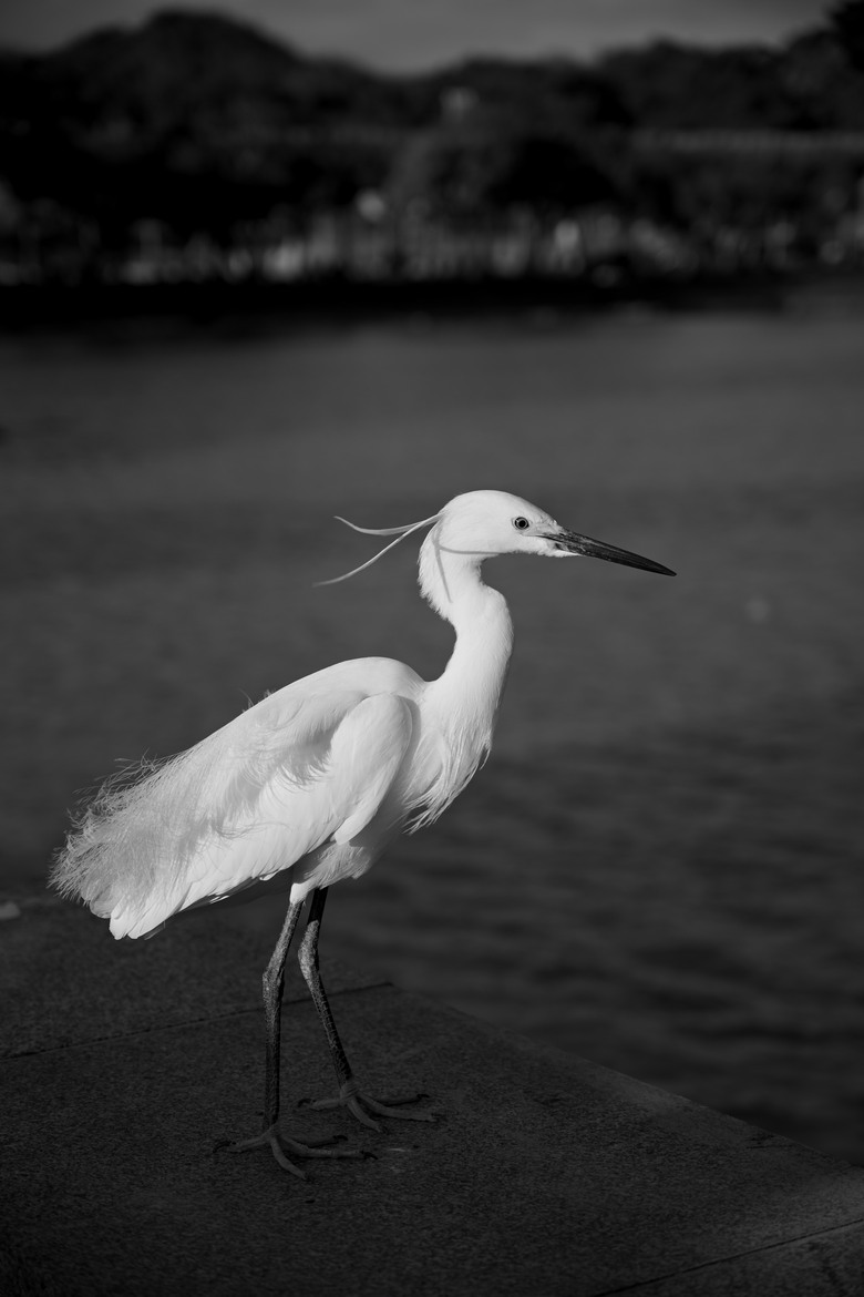 點我看大圖 五個月使用心得:Nikon Z5 II + Nikkor 24-70 f/4 Kit(含大量實拍)