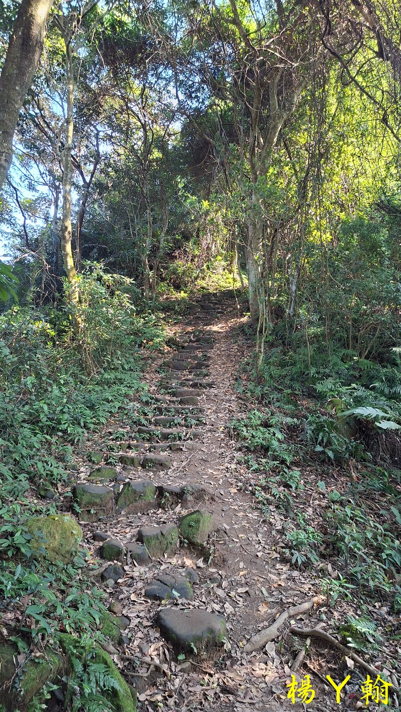 【台灣小百岳】溪洲山、 新溪洲山、大溪月眉落羽松正當時