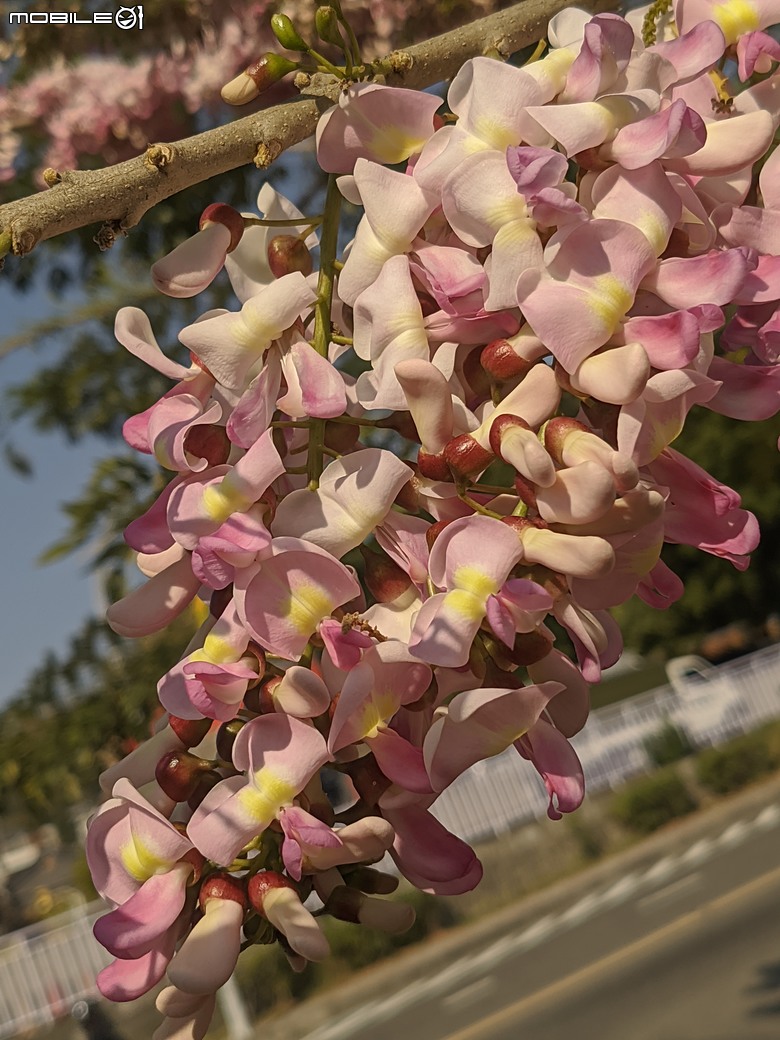 芫荽+南洋櫻+蔥花+麝香木 台南市東區後甲公園 03/01