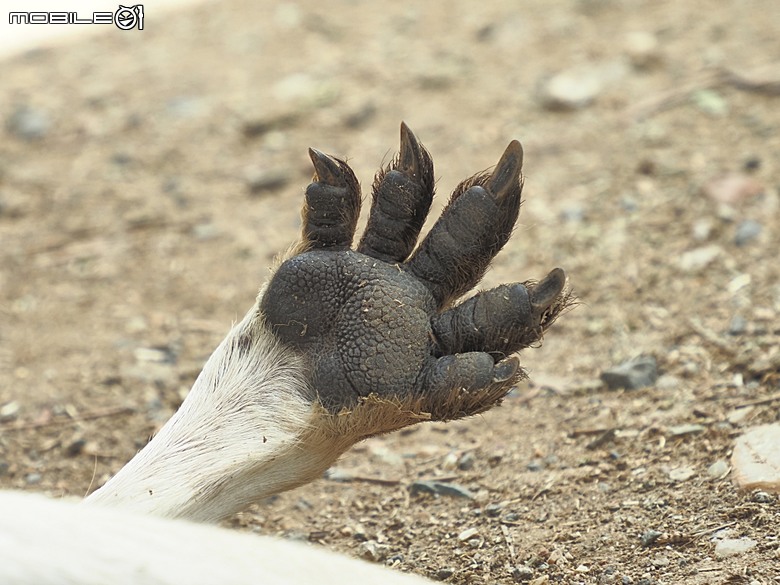 黃金海岸之庫倫濱野生動物園 (Currumbin Wildlife Sanctuary)、伯利角沙灘 (Burleigh Beach Cove)、大嘴鳥餵食秀(Pelican Feeding),附掛澳式炸魚餐與越南河粉料理 — 2026東澳洲四大城巡遊之黃金海岸段 第1部