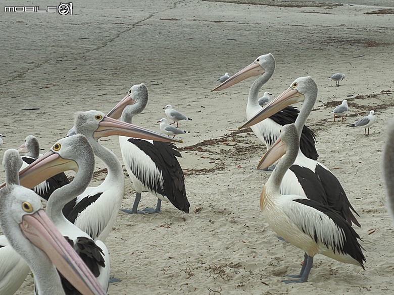 黃金海岸之庫倫濱野生動物園 (Currumbin Wildlife Sanctuary)、伯利角沙灘 (Burleigh Beach Cove)、大嘴鳥餵食秀(Pelican Feeding),附掛澳式炸魚餐與越南河粉料理 — 2026東澳洲四大城巡遊之黃金海岸段 第1部