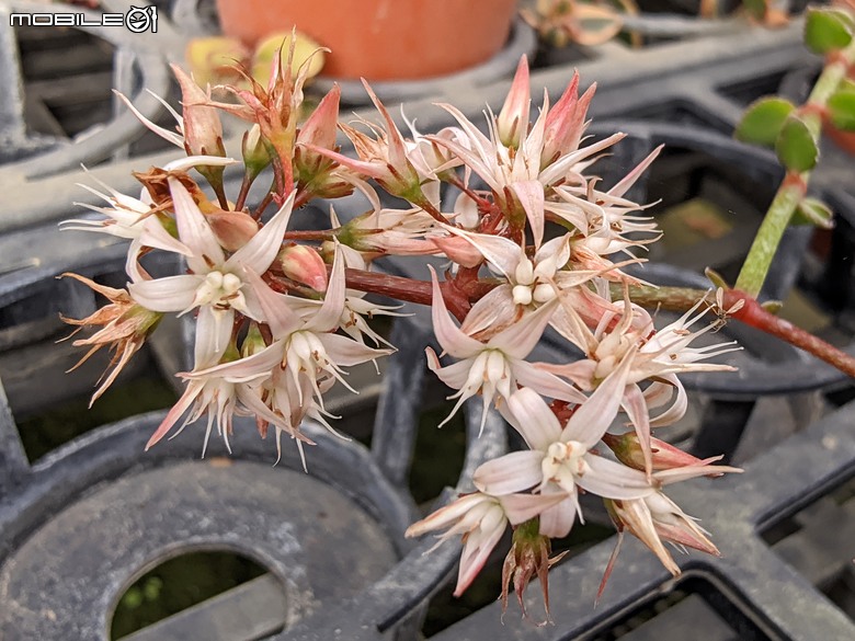 多肉植物開花 台南市歸仁區七甲花卉區 03/01