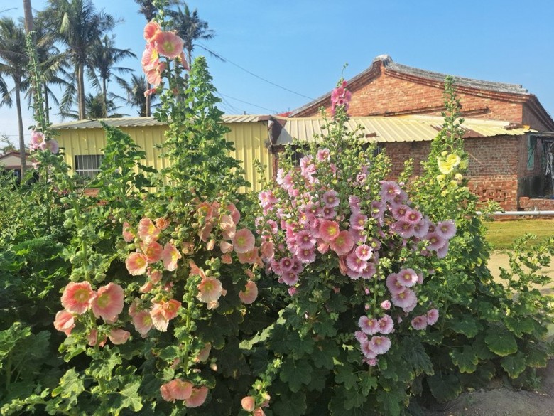 2026學甲蜀葵花季3月中登場！彩色迷宮＋2公尺高花牆太壯觀