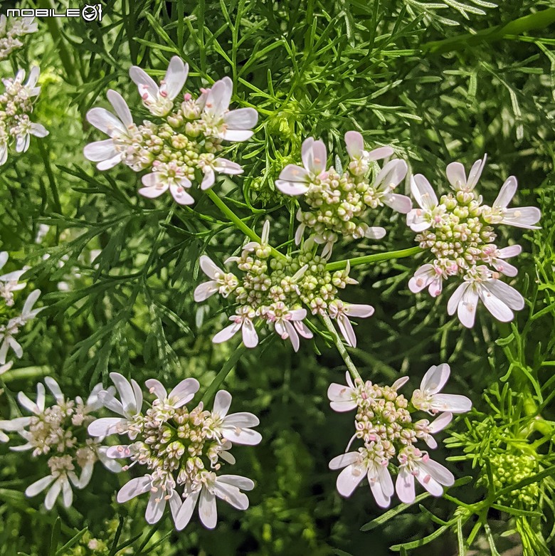 芫荽+南洋櫻+蔥花+麝香木 台南市東區後甲公園 03/01