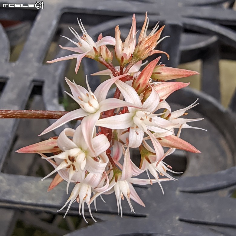 多肉植物開花 台南市歸仁區七甲花卉區 03/01