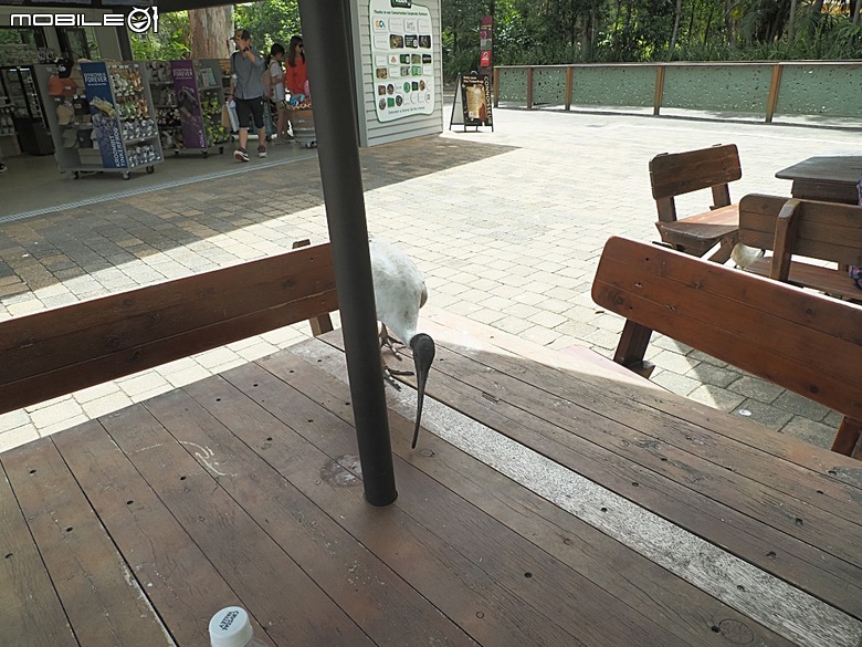 黃金海岸之庫倫濱野生動物園 (Currumbin Wildlife Sanctuary)、伯利角沙灘 (Burleigh Beach Cove)、大嘴鳥餵食秀(Pelican Feeding),附掛澳式炸魚餐與越南河粉料理 — 2026東澳洲四大城巡遊之黃金海岸段 第1部