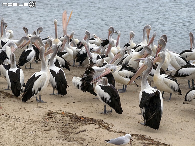 黃金海岸之庫倫濱野生動物園 (Currumbin Wildlife Sanctuary)、伯利角沙灘 (Burleigh Beach Cove)、大嘴鳥餵食秀(Pelican Feeding),附掛澳式炸魚餐與越南河粉料理 — 2026東澳洲四大城巡遊之黃金海岸段 第1部