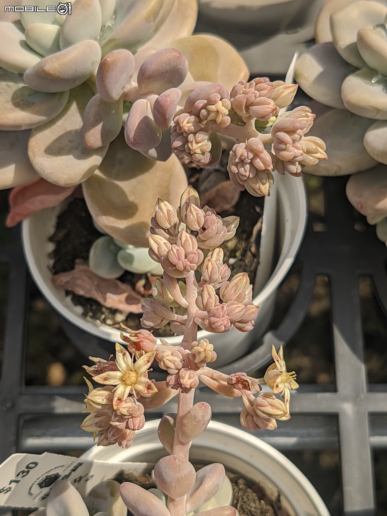 多肉植物開花 台南市歸仁區七甲花卉區 03/01