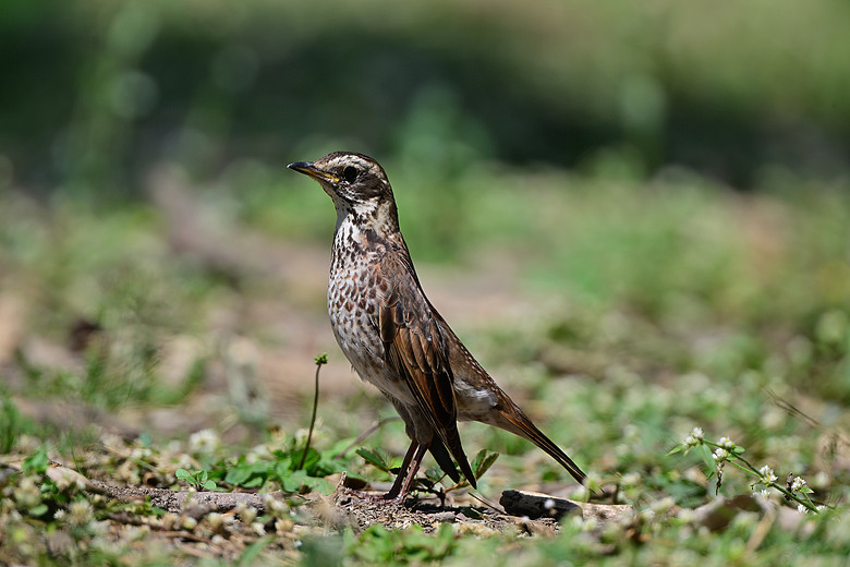 馬小路Marsace SV-35 Pro雲台到處開箱，記錄了東港溪鴻雁、斑點鶇、白琵與黑琵、翻石鷸、灰斑鴴、金斑鴴、中杓鷸、綠簑鷺、小彎嘴及紅嘴黑鵯。