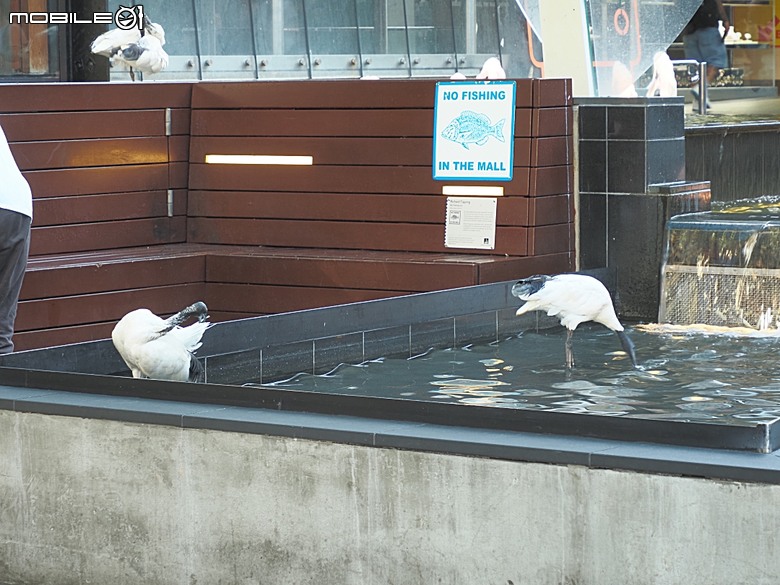 布里斯本南岸公園、袋鼠角、市政廳、博物館、喬治王廣場，附掛中式合菜料理晚餐BRISBANE PHOENIX — 2026東澳洲四大城巡遊之布里斯本段