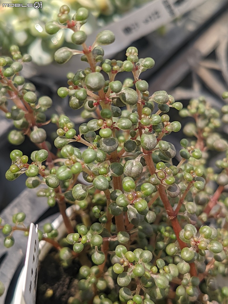 多肉植物開花 台南市歸仁區七甲花卉區 03/01