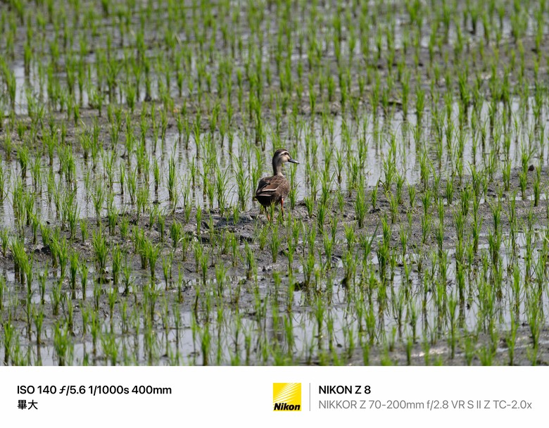Part1. Z70-200mm f2.8SII 小黑Z的終極進化-深度解析及一代對比