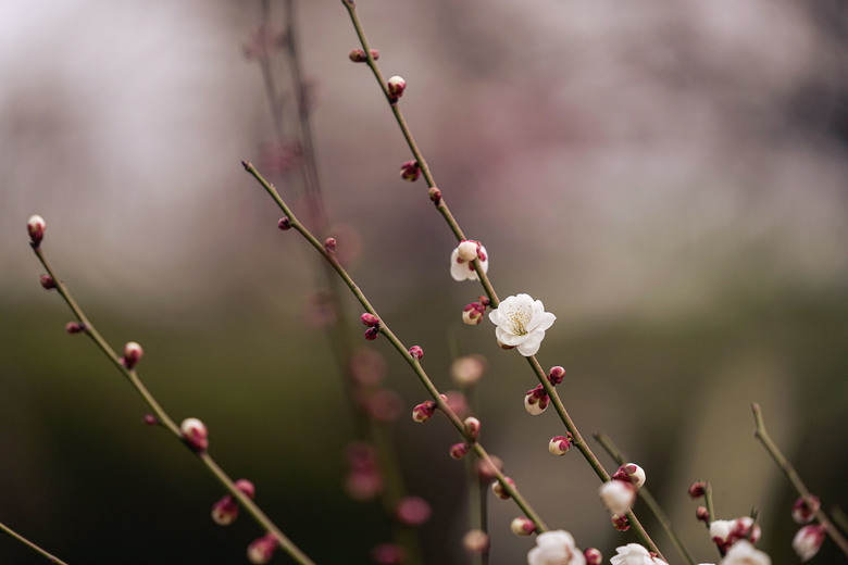 2026第一遊 - 大阪照片集＋流水帳
