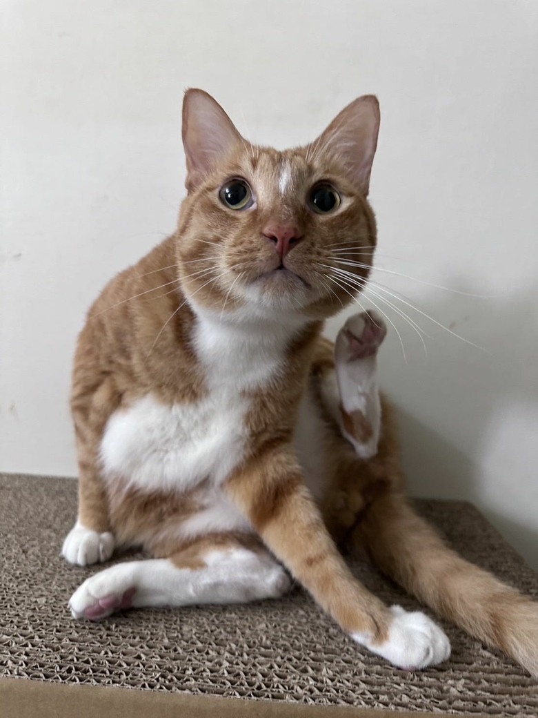 原來吃對飼料很重要…