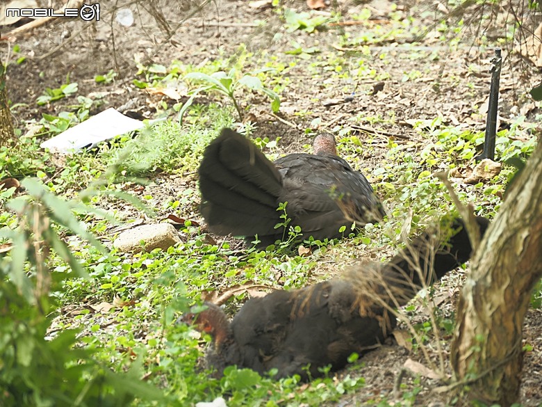 黃金海岸之庫倫濱野生動物園 (Currumbin Wildlife Sanctuary)、伯利角沙灘 (Burleigh Beach Cove)、大嘴鳥餵食秀(Pelican Feeding),附掛澳式炸魚餐與越南河粉料理 — 2026東澳洲四大城巡遊之黃金海岸段 第1部