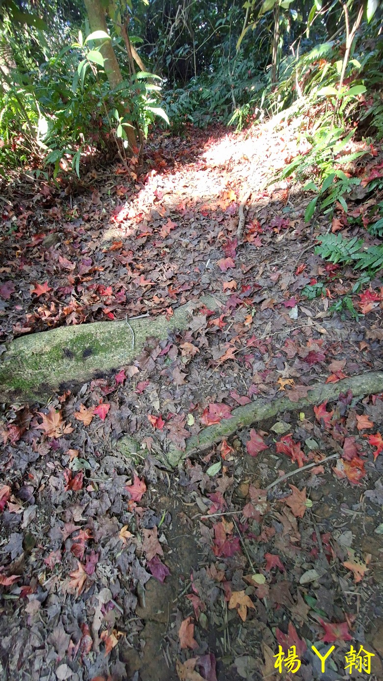 【台灣小百岳】溪洲山、 新溪洲山、大溪月眉落羽松正當時
