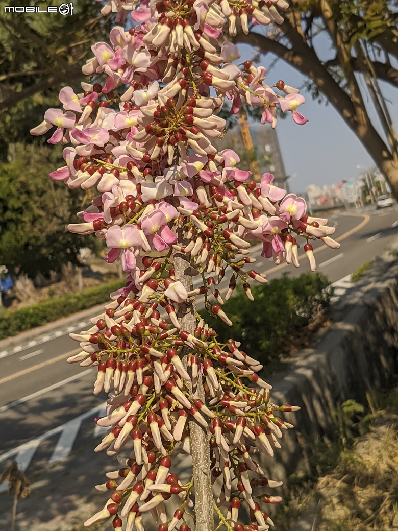芫荽+南洋櫻+蔥花+麝香木 台南市東區後甲公園 03/01