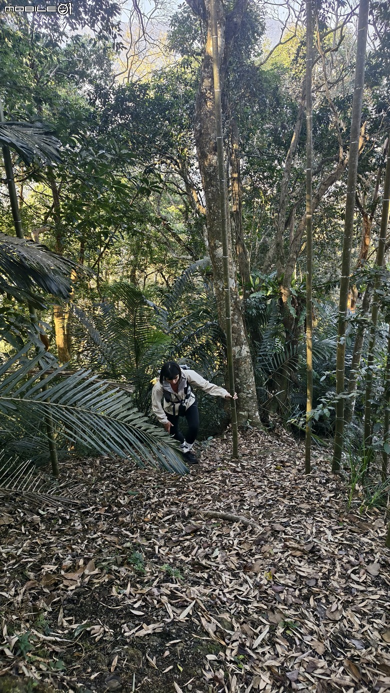 新竹冷門登山路線 | 滿滿竹林 |鬼澤山