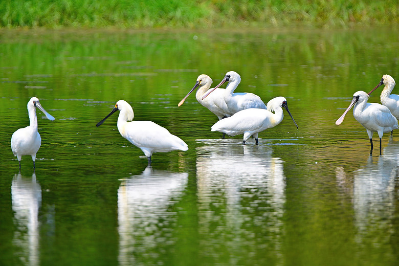 馬小路Marsace SV-35 Pro雲台到處開箱，記錄了東港溪鴻雁、斑點鶇、白琵與黑琵、翻石鷸、灰斑鴴、金斑鴴、中杓鷸、綠簑鷺、小彎嘴及紅嘴黑鵯。