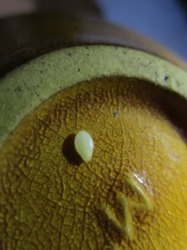 北宋 官窯系「黃汝窯」赭黃釉「一體化厚釉」祭地禮器 立體隱紋單耳卮 古青瓷黃釉耳杯 個人看法僅供參考