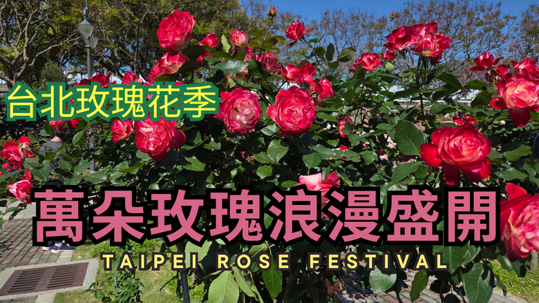 台北玫瑰展：上百種玫瑰盛開！超大園區深度散步，盡覽各國珍稀品種與花香盛宴