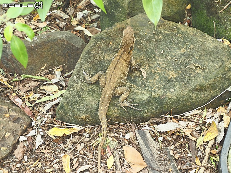 黃金海岸之庫倫濱野生動物園 (Currumbin Wildlife Sanctuary)、伯利角沙灘 (Burleigh Beach Cove)、大嘴鳥餵食秀(Pelican Feeding),附掛澳式炸魚餐與越南河粉料理 — 2026東澳洲四大城巡遊之黃金海岸段 第1部