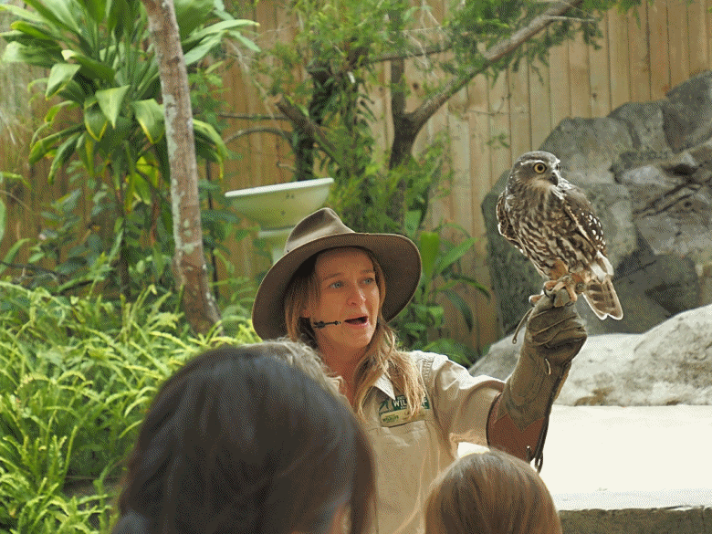 黃金海岸之庫倫濱野生動物園 (Currumbin Wildlife Sanctuary)、伯利角沙灘 (Burleigh Beach Cove)、大嘴鳥餵食秀(Pelican Feeding),附掛澳式炸魚餐與越南河粉料理 — 2026東澳洲四大城巡遊之黃金海岸段 第1部