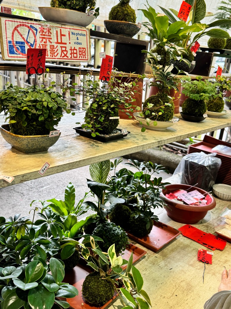 春節過後之走春 & 春酒行 - 桃園燈會 / 新東南海鮮餐廳 / 建國花市~