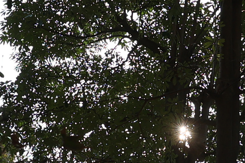 Canon RF 14mm F1.4L VCM 評測報告｜星野攝影首選、極致光學的巔峰之作！
