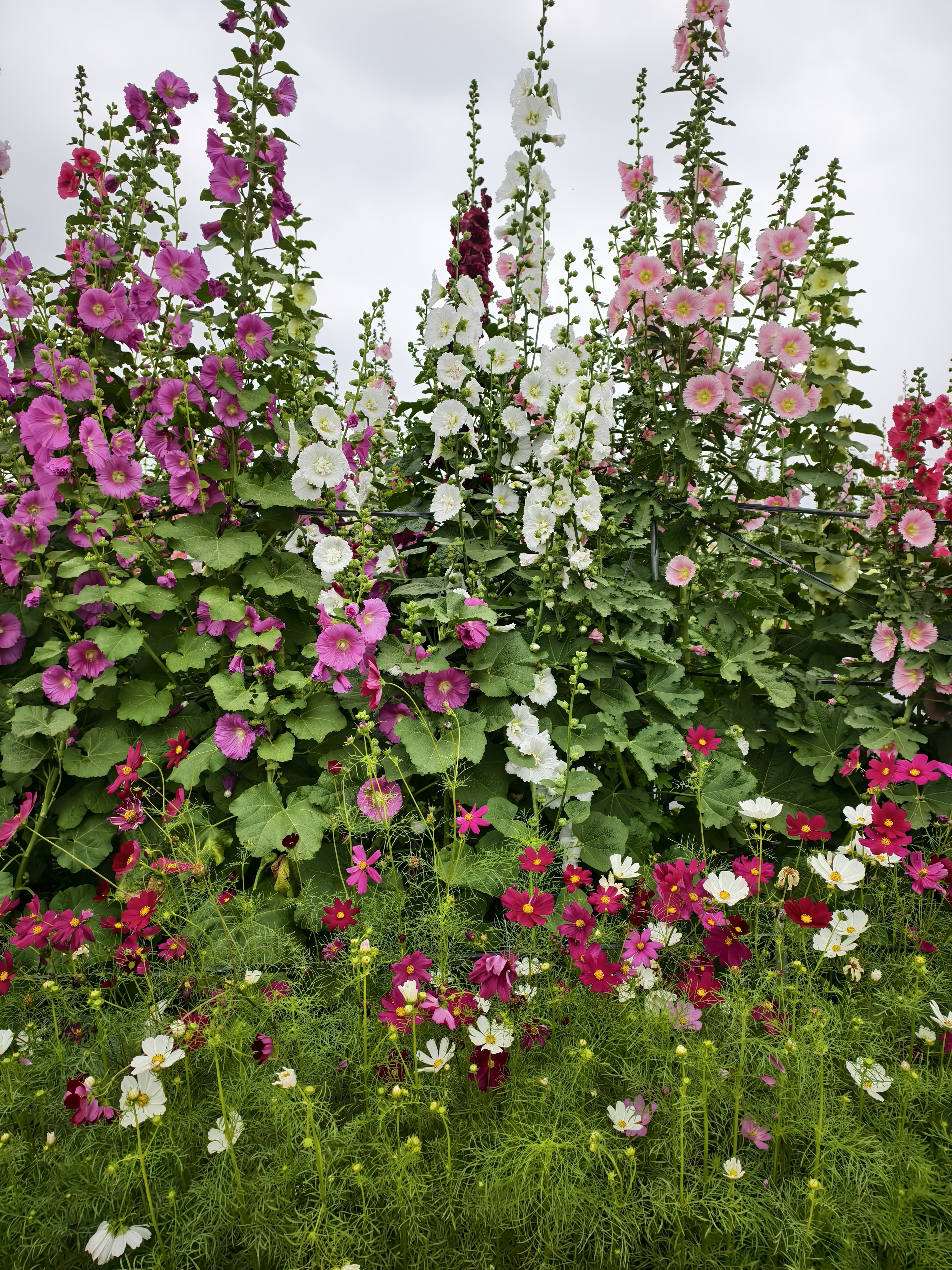 原來蜀葵可以長這麼高！員林蜀葵花季萬株花海