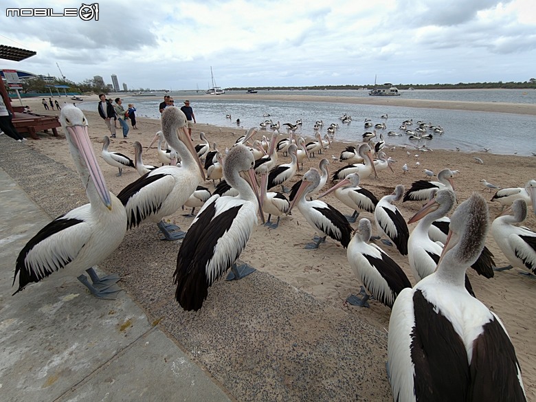 黃金海岸之庫倫濱野生動物園 (Currumbin Wildlife Sanctuary)、伯利角沙灘 (Burleigh Beach Cove)、大嘴鳥餵食秀(Pelican Feeding),附掛澳式炸魚餐與越南河粉料理 — 2026東澳洲四大城巡遊之黃金海岸段 第1部