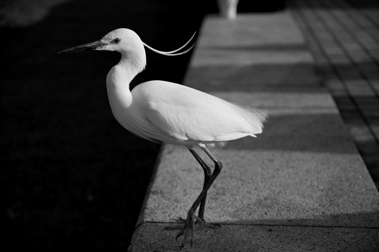 點我看大圖 五個月使用心得:Nikon Z5 II + Nikkor 24-70 f/4 Kit(含大量實拍)