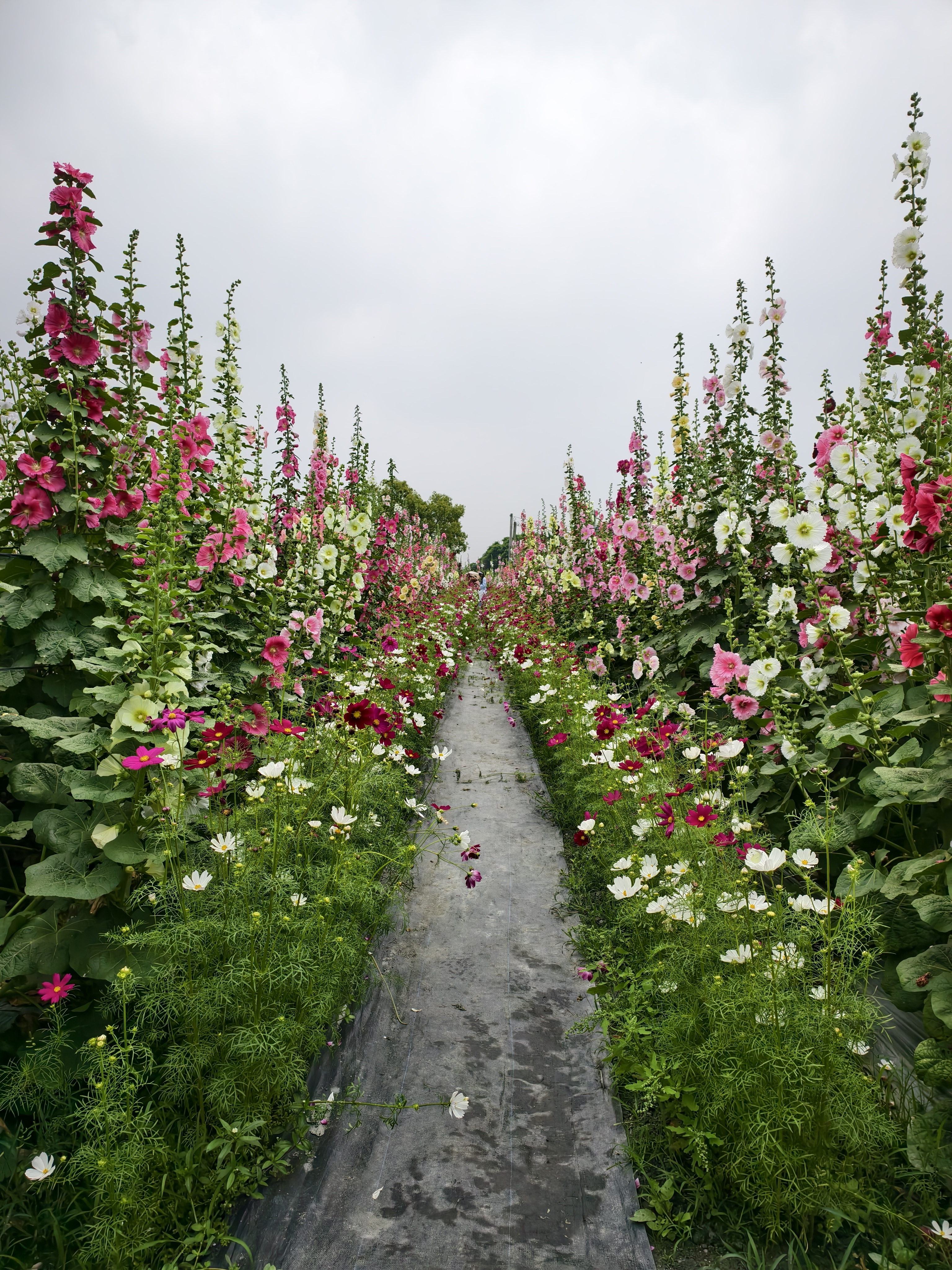 原來蜀葵可以長這麼高！員林蜀葵花季萬株花海