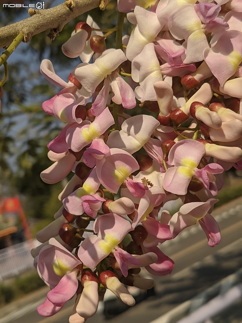 芫荽+南洋櫻+蔥花+麝香木 台南市東區後甲公園 03/01