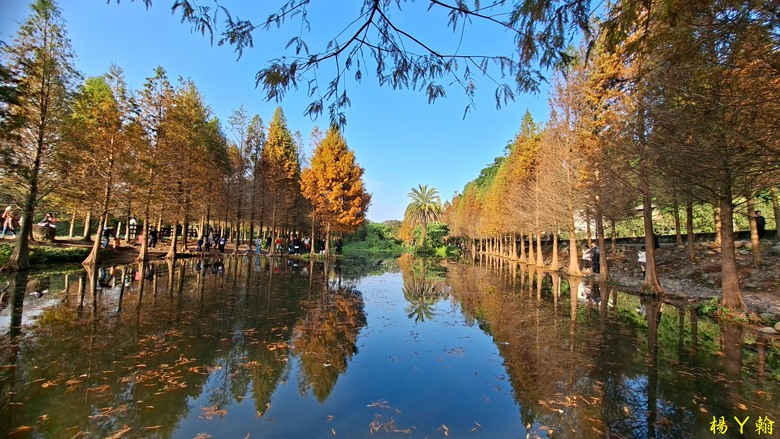 【台灣小百岳】溪洲山、 新溪洲山、大溪月眉落羽松正當時