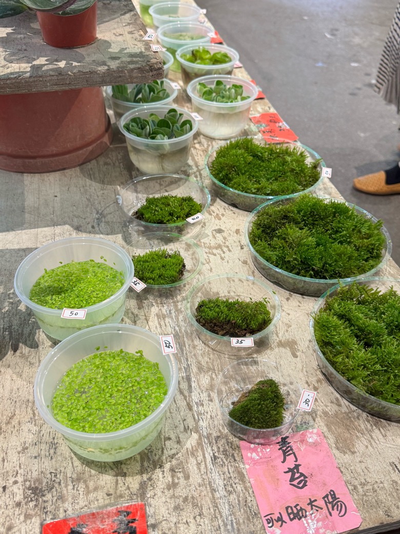 春節過後之走春 & 春酒行 - 桃園燈會 / 新東南海鮮餐廳 / 建國花市~