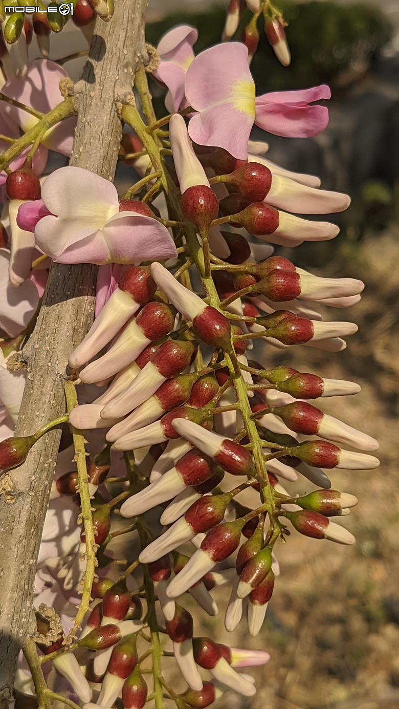 芫荽+南洋櫻+蔥花+麝香木 台南市東區後甲公園 03/01