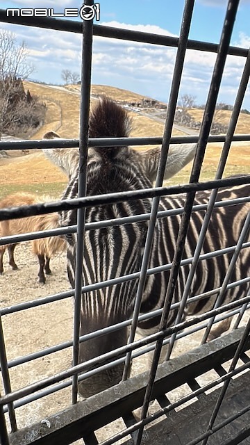 點我看大圖 日本大分|九州自然動物園 African Safari:自駕闖進野生動物區,體驗近距離餵食獅子、大象!