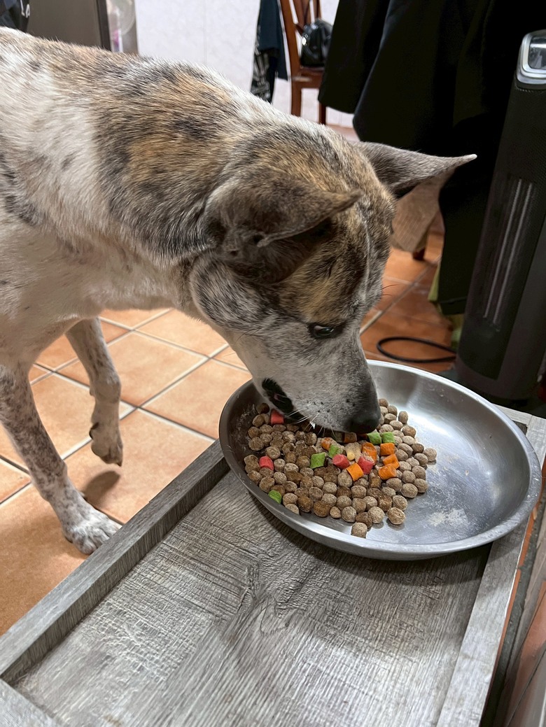 【開箱】雅米芙寵物營養粉｜高活動量米克斯挑食兩週紀錄