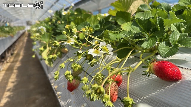 點我看大圖 日本熊本景點|親子旅遊超推薦!現採草莓吃到飽500円起~