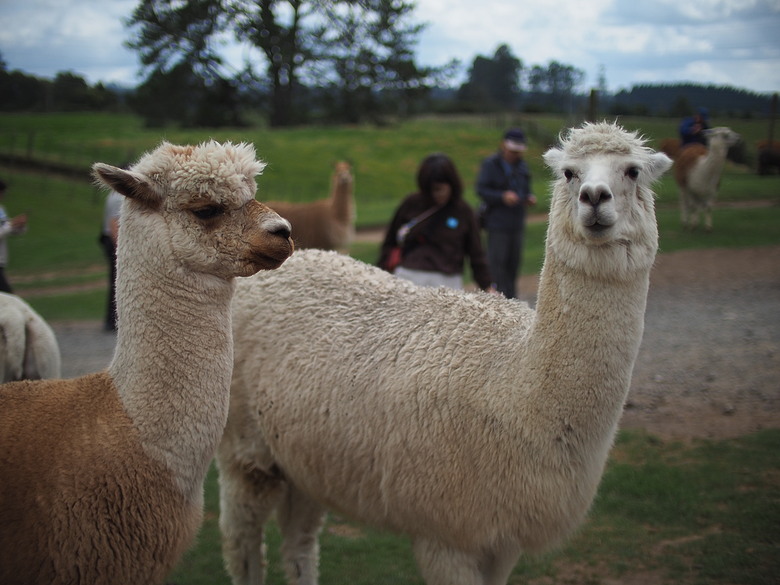 M43散景之瞳－Speedmaster 25mm f0.95 with EM10-iii 紐西蘭哈比屯開箱