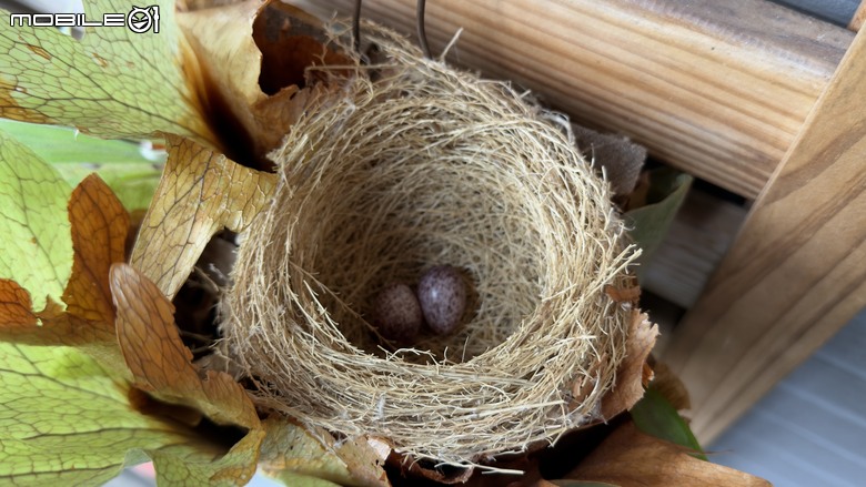 DJI Action 6 直播Youtube設定方法